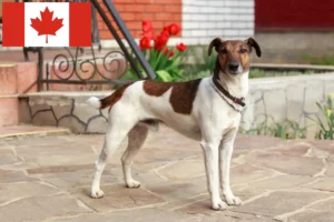 Read more about the article Fox Terrier Criadores e cachorros em Canadá