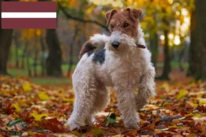 Read more about the article Criadores de Fox Terrier e cachorros na Letónia