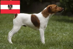 Read more about the article Fox Terrier criadores e cachorros na Áustria