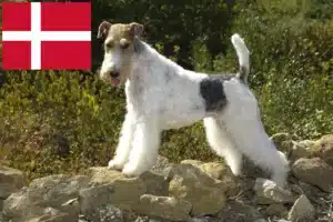Read more about the article Fox Terrier criadores e cachorros na Dinamarca
