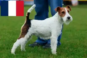 Read more about the article Fox Terrier criadores e cachorros em França