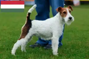 Read more about the article Fox Terrier criadores e cachorros na Hungria
