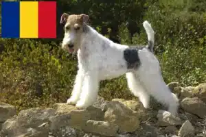 Read more about the article Fox Terrier criadores e cachorros em Roménia