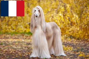 Read more about the article Criadores de galgos afegãos e cachorros em França