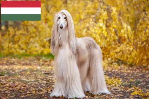 Read more about the article Criadores de galgos afegãos e cachorros na Hungria