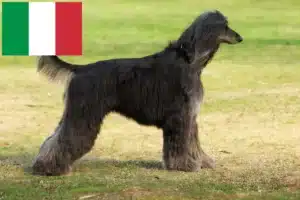 Read more about the article Criadores de galgos afegãos e cachorros em Itália