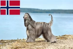 Read more about the article Criadores de galgos afegãos e cachorros na Noruega