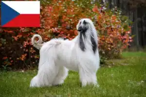 Read more about the article Criadores de galgos afegãos e cachorros na República Checa