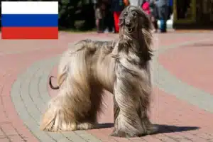 Read more about the article Criadores de galgos afegãos e cachorros na Rússia
