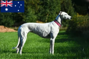Read more about the article Criadores de galgos e cachorros na Austrália