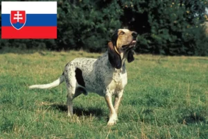 Read more about the article Criadores de Gascon Saintongeois e cachorros na Eslováquia