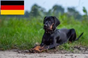 Read more about the article Criadores de Gończy Polski e cachorros na Alemanha