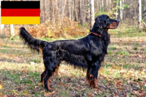 Read more about the article Criadores de Gordon Setter e cachorros na Alemanha