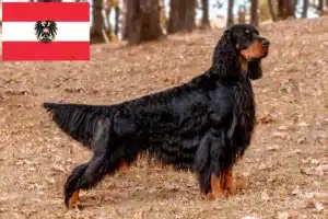 Read more about the article Criadores de Gordon Setter e cachorros na Áustria