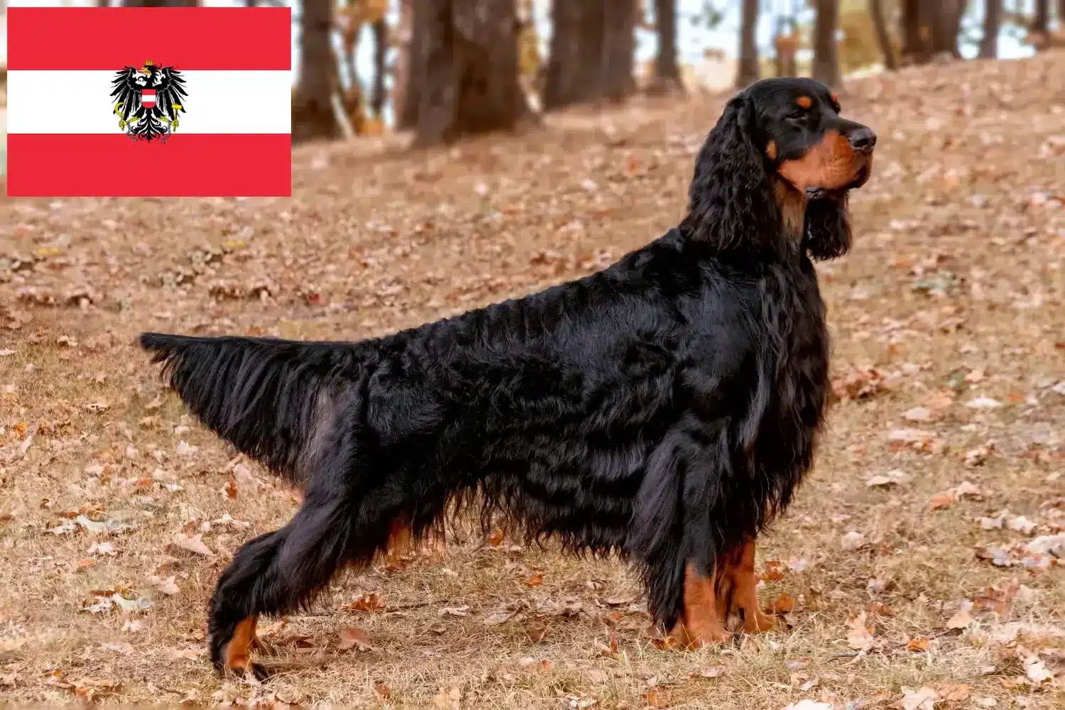 Read more about the article Criadores de Gordon Setter e cachorros na Áustria