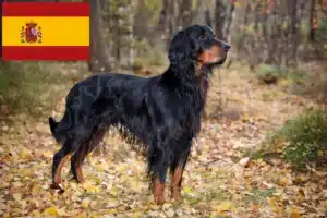 Read more about the article Criadores de Gordon Setter e cachorros em Espanha