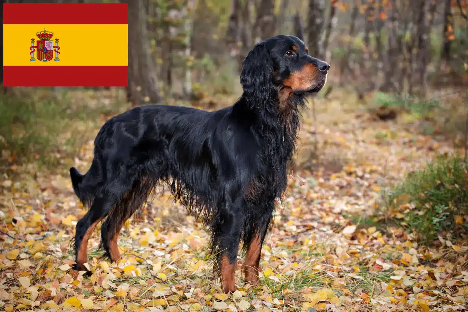 Read more about the article Criadores de Gordon Setter e cachorros em Espanha