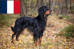 Read more about the article Criadores e cachorros de Gordon Setter em França