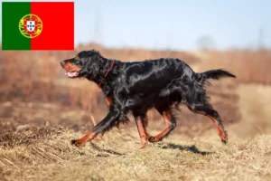 Read more about the article Gordon Setter criadores e cachorros em Portugal