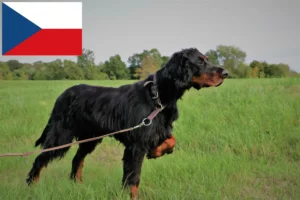Read more about the article Criadores e cachorros de Gordon Setter na República Checa