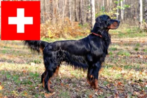 Read more about the article Criadores de Gordon Setter e cachorros na Suíça