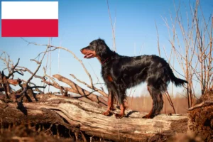 Read more about the article Criadores de Gordon Setter e cachorros na Polónia