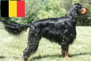 Read more about the article Criadores de Gordon Setter e cachorros na Bélgica