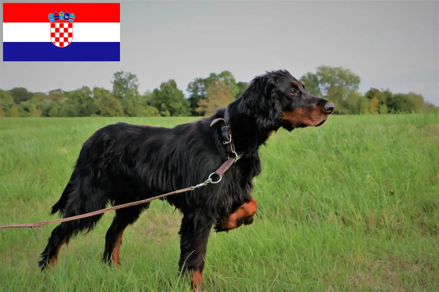 Read more about the article Criadores de Gordon Setter e cachorros na Croácia