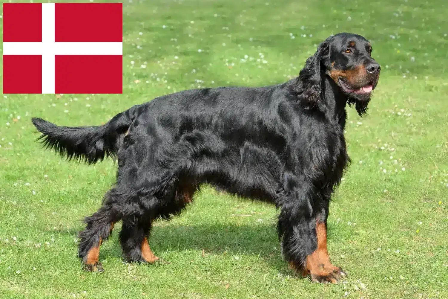 Gordon Setter cachorros e criadores Dinamarca Aqui pode encontrar criadores de Gordon Setter na Dinamarca.