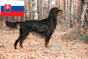 Read more about the article Criadores de Gordon Setter e cachorros na Eslováquia