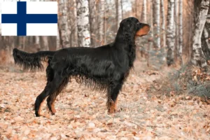 Read more about the article Criadores de Gordon Setter e cachorros na Finlândia