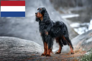 Read more about the article Criadores e cachorros de Gordon Setter nos Países Baixos
