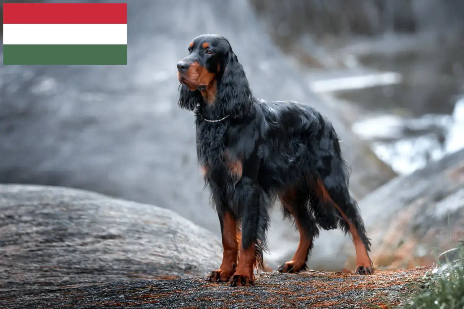 Read more about the article Criadores de Gordon Setter e cachorros na Hungria