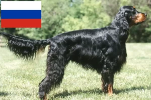 Read more about the article Criadores de Gordon Setter e cachorros na Rússia