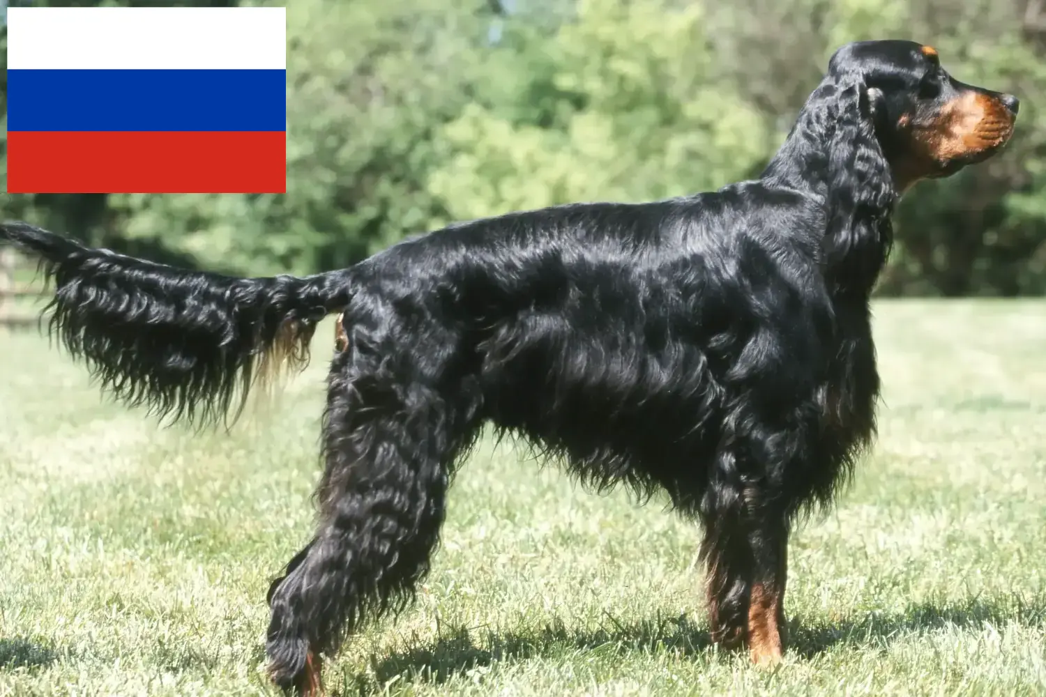 Read more about the article Criadores de Gordon Setter e cachorros na Rússia