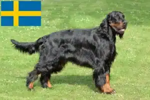 Read more about the article Criadores de Gordon Setter e cachorros na Suécia