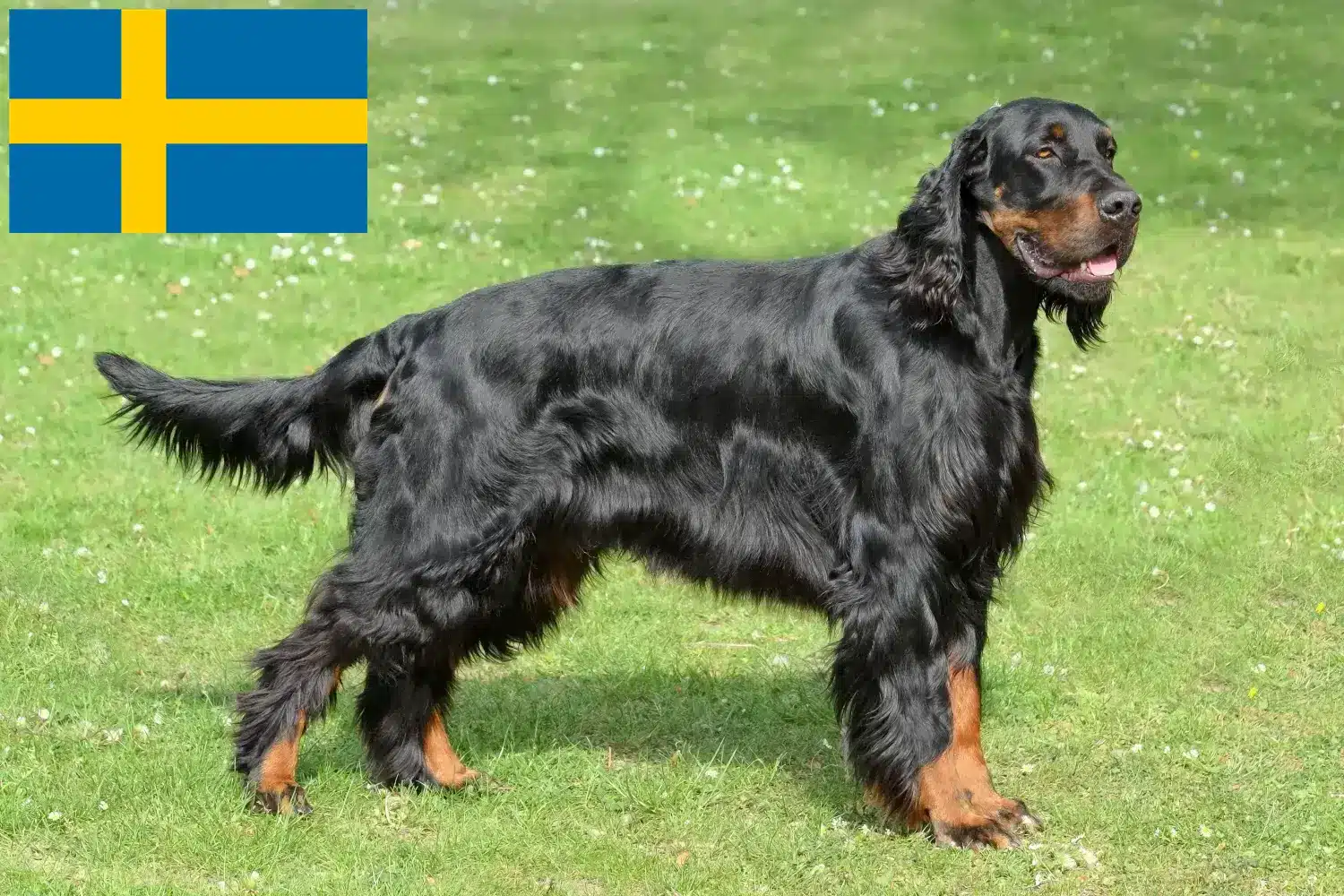 Read more about the article Criadores de Gordon Setter e cachorros na Suécia