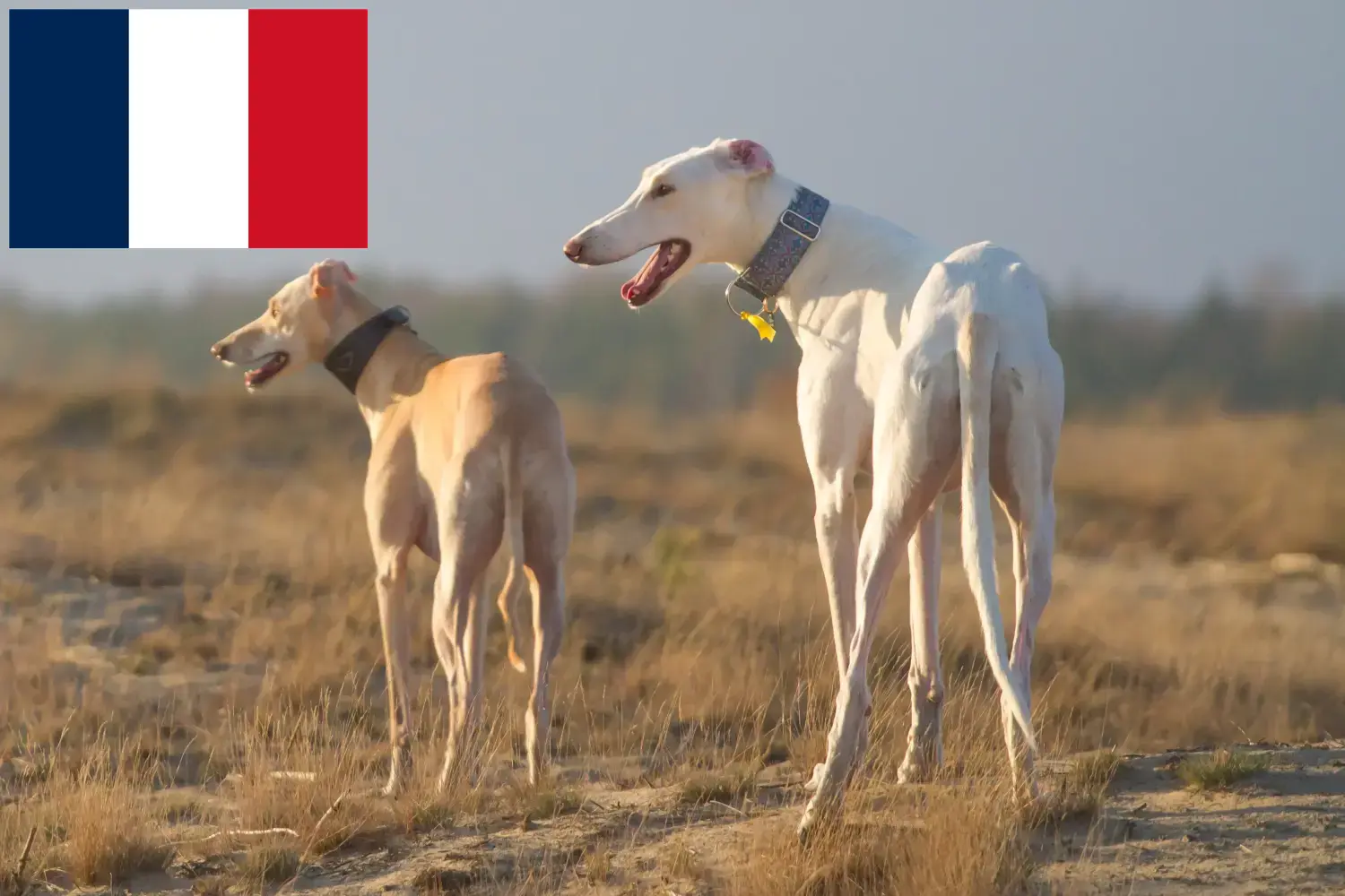 Chart Polski cachorros e criadores França Aqui pode encontrar os criadores de Chart Polskis em França.