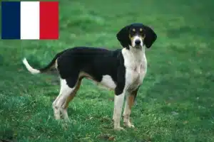 Read more about the article Criadores de Grand Anglo-Français e cachorros em França