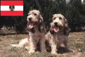 Read more about the article Criadores e cachorros de Grand Basset Griffon Vendéen na Áustria