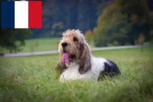 Read more about the article Grand Basset Griffon Vendéen criadores e cachorros em França