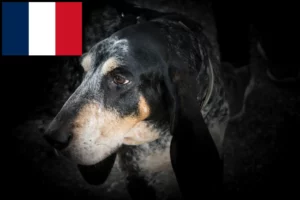 Read more about the article Grand Bleu de Gascogne criadores e cachorros em França