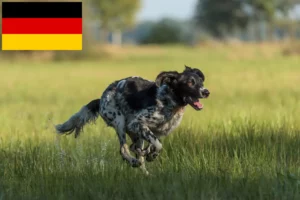 Read more about the article Grande criador de Münsterländer e cachorros na Alemanha