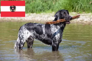 Read more about the article Grande criador de Münsterländer e cachorros na Áustria