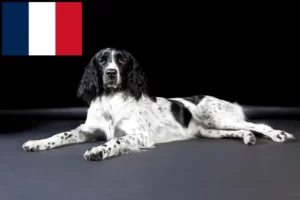 Read more about the article Grande criador de Münsterländer e cachorros em França