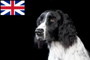 Read more about the article Grande criador de Münsterländer e cachorros na Grã-Bretanha