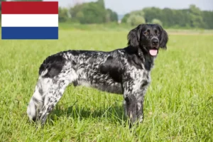 Read more about the article Grande criador de Münsterländer e cachorros nos Países Baixos