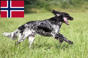 Read more about the article Grande criador de Münsterländer e cachorros na Noruega