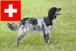 Read more about the article Grande criador de Münsterländer e cachorros na Suíça
