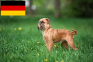 Read more about the article Criadores de Griffon Anão Belga e cachorros na Alemanha